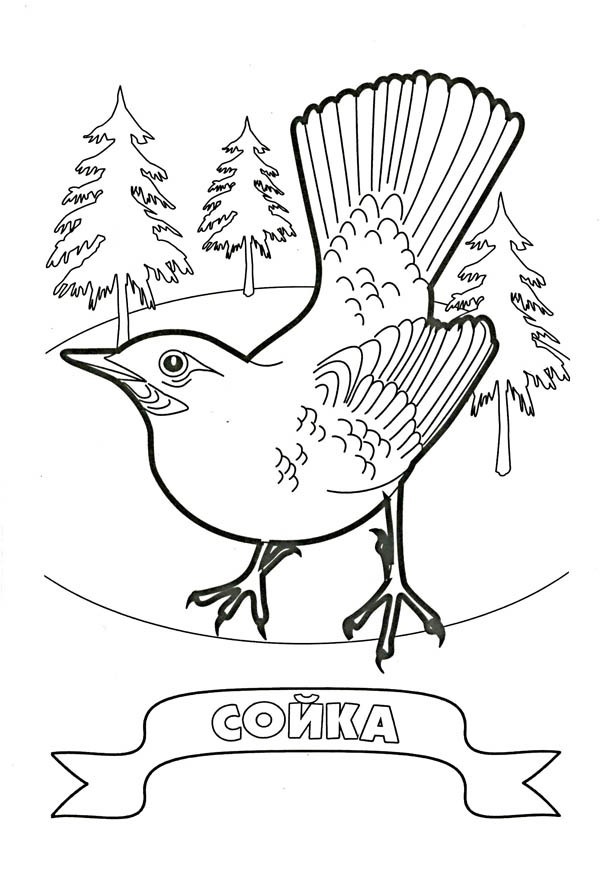 Раскраски для детей домашние и дикие птицы. Изучаем птиц.    