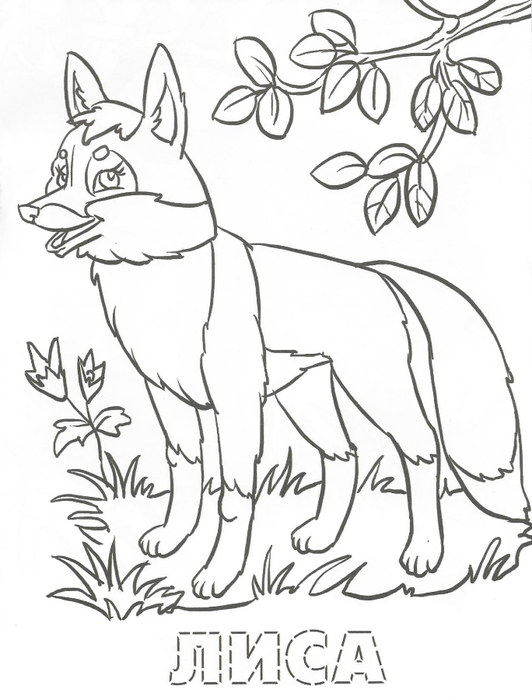 Раскраска обитатели леса. Обучающая раскраска про животных . 