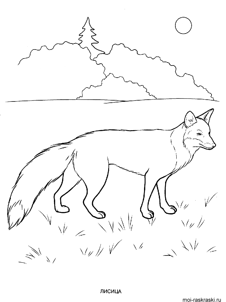 Раскраска обитатели леса. Обучающая раскраска про животных . 