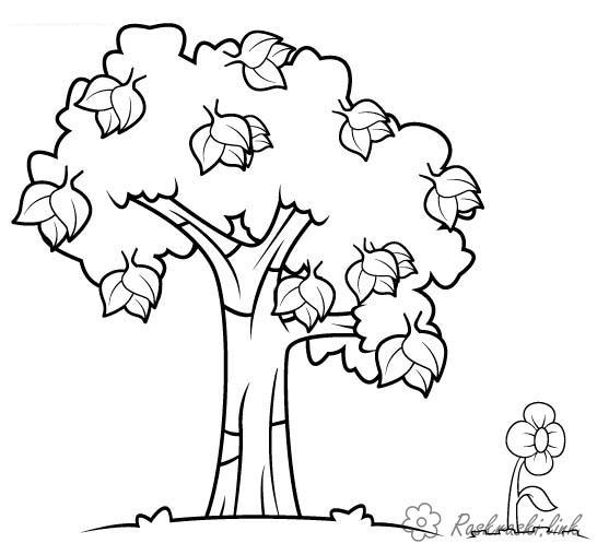 Раскраски деревья для дошкольников и первоклассников.       