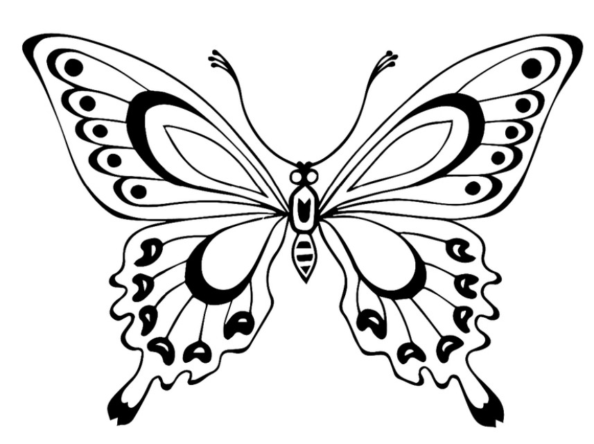 Раскраски для девочек бабочки. Красивые крылья бабочек.      