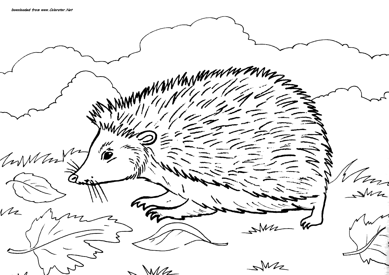 Раскраска обитатели леса. Обучающая раскраска про животных . 