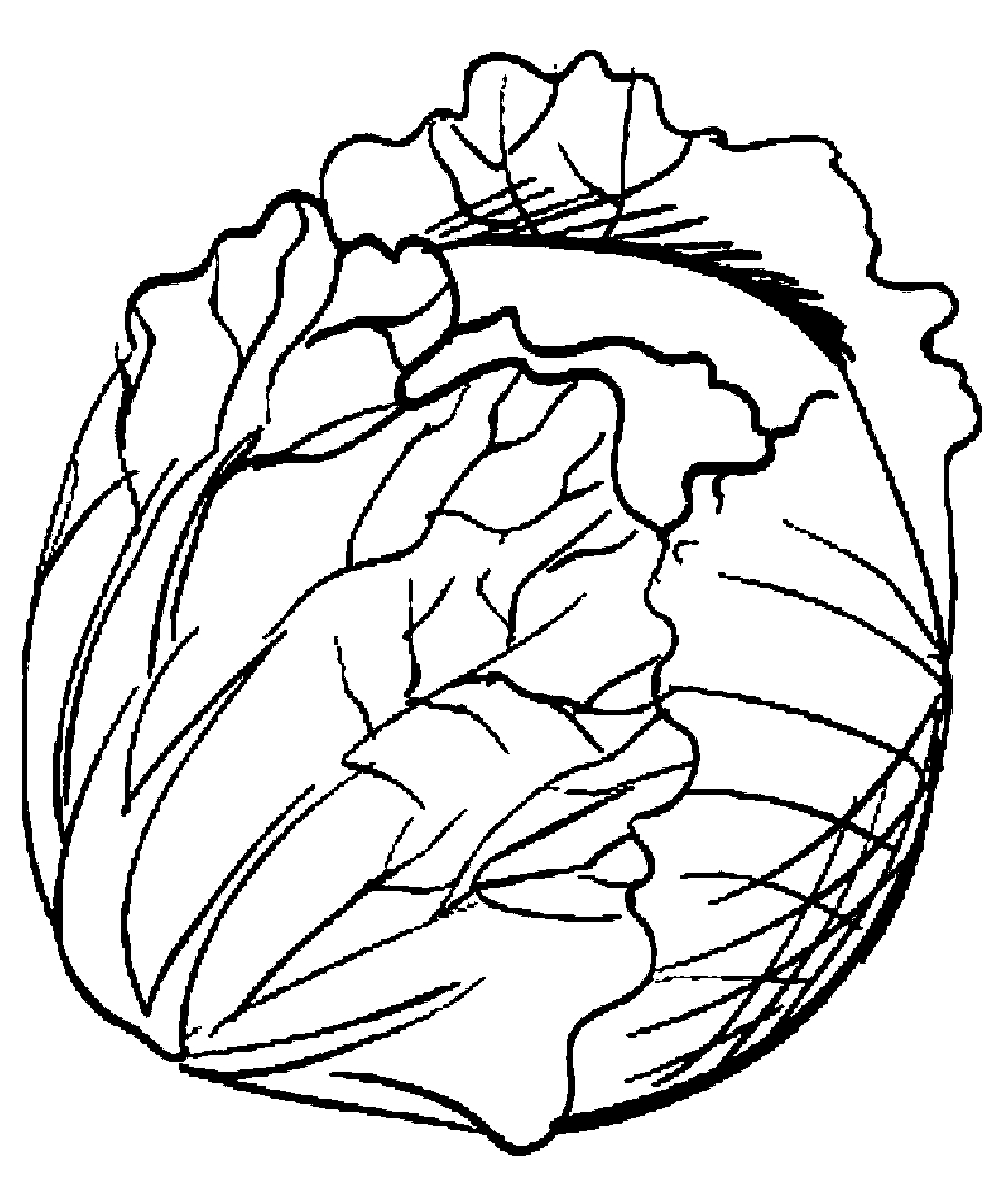 Раскраски капуста