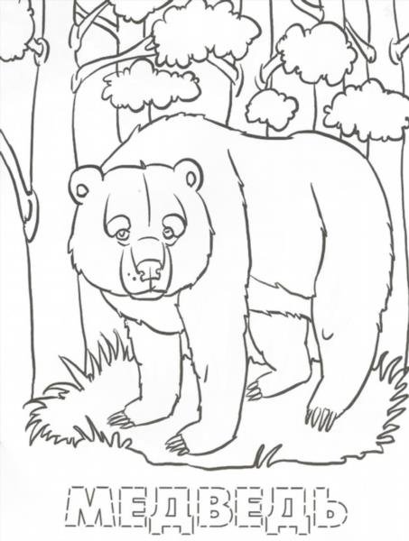 Раскраска обитатели леса. Обучающая раскраска про животных . 