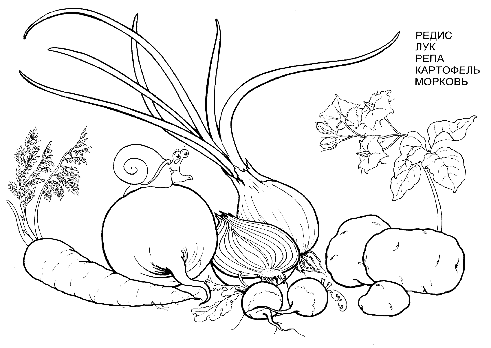 Изучаем овощи. Разукрась овощи. Раскраска для детей про овощи.