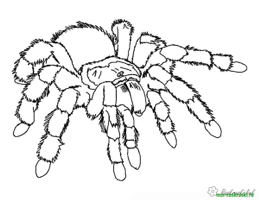 Раскраски насекомые. Насекомые на нашей улице.               