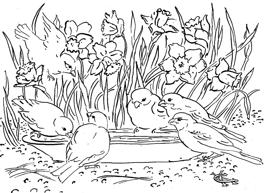 Природа вокруг нас. Раскрась красивую природу которая окружает нас.