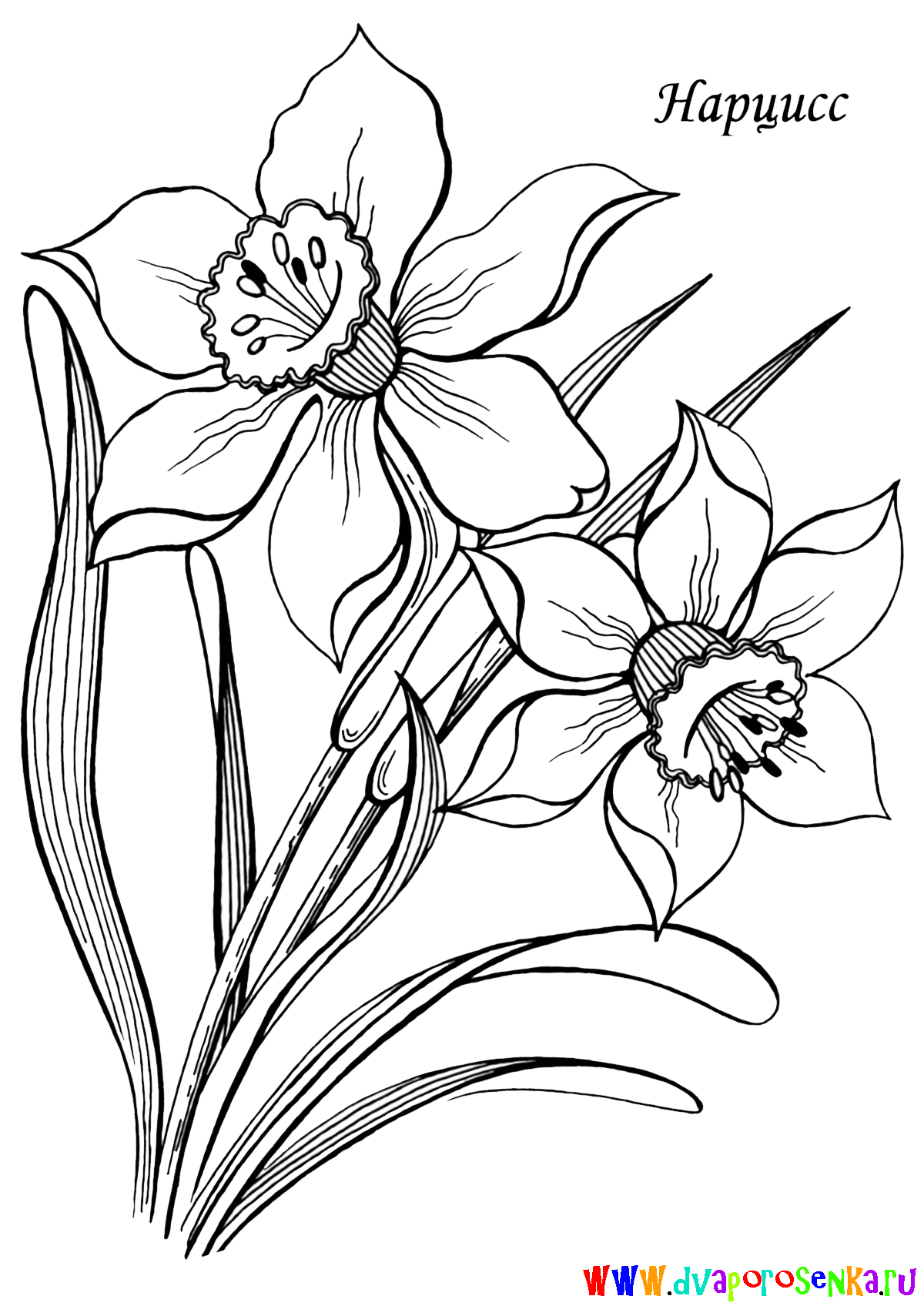 Раскраска для детей изучаем цветы. Раскрашиваем красивые цветы.