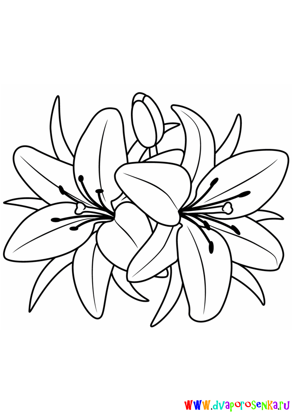 Раскраска для детей изучаем цветы. Раскрашиваем красивые цветы.