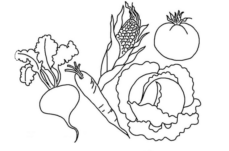 Раскраски с изображениями различных овощей. 