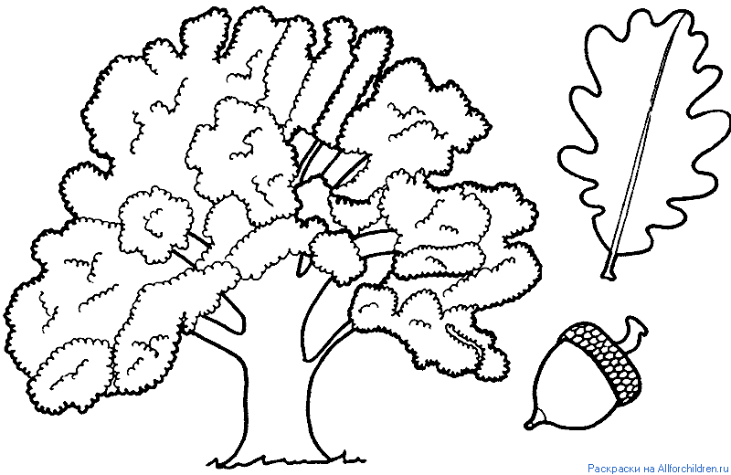 Раскраски деревья для дошкольников и первоклассников.       