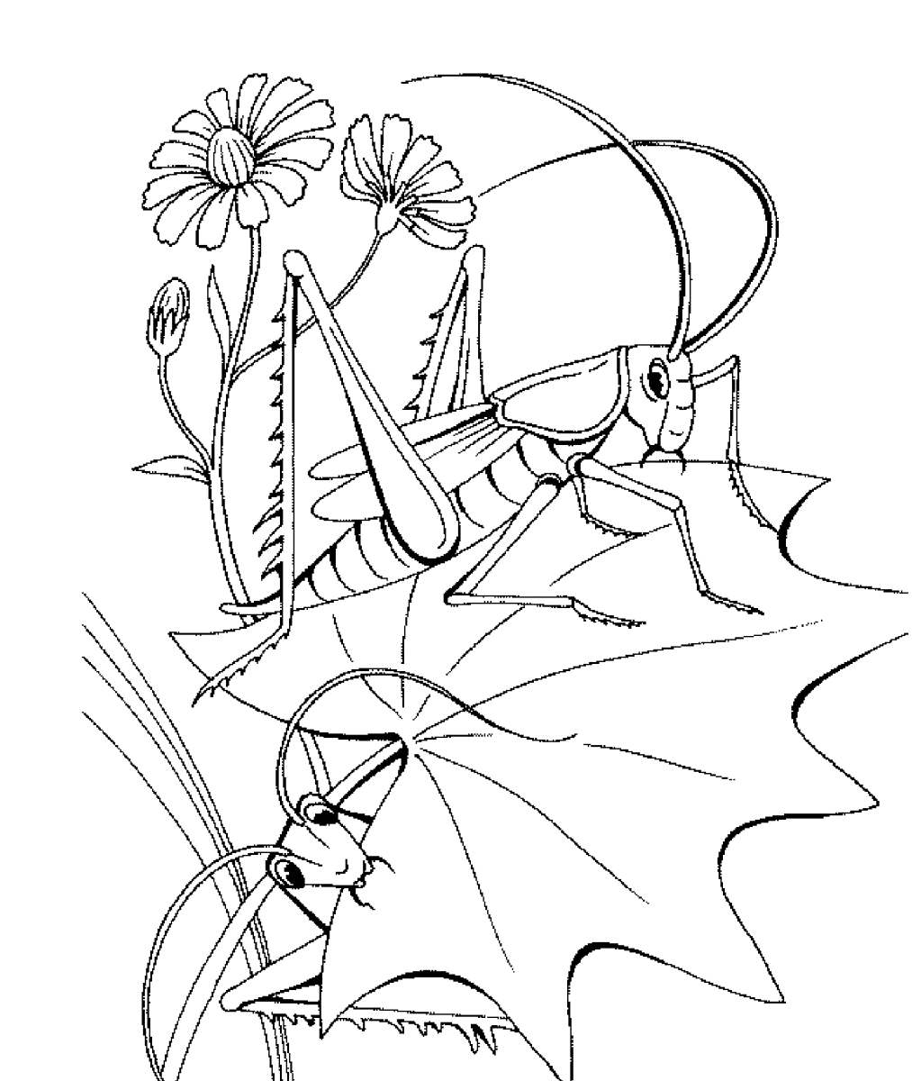 Раскраски для детей насекомые которые живут у нас во дворе. 