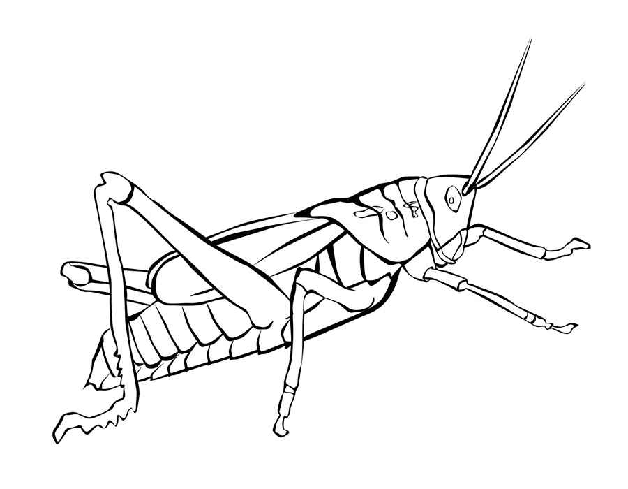 Раскраски насекомые. Насекомые на нашей улице.               