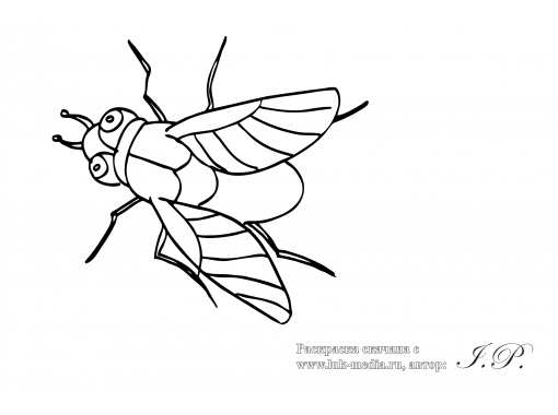 Раскраски насекомые. Насекомые на нашей улице.               