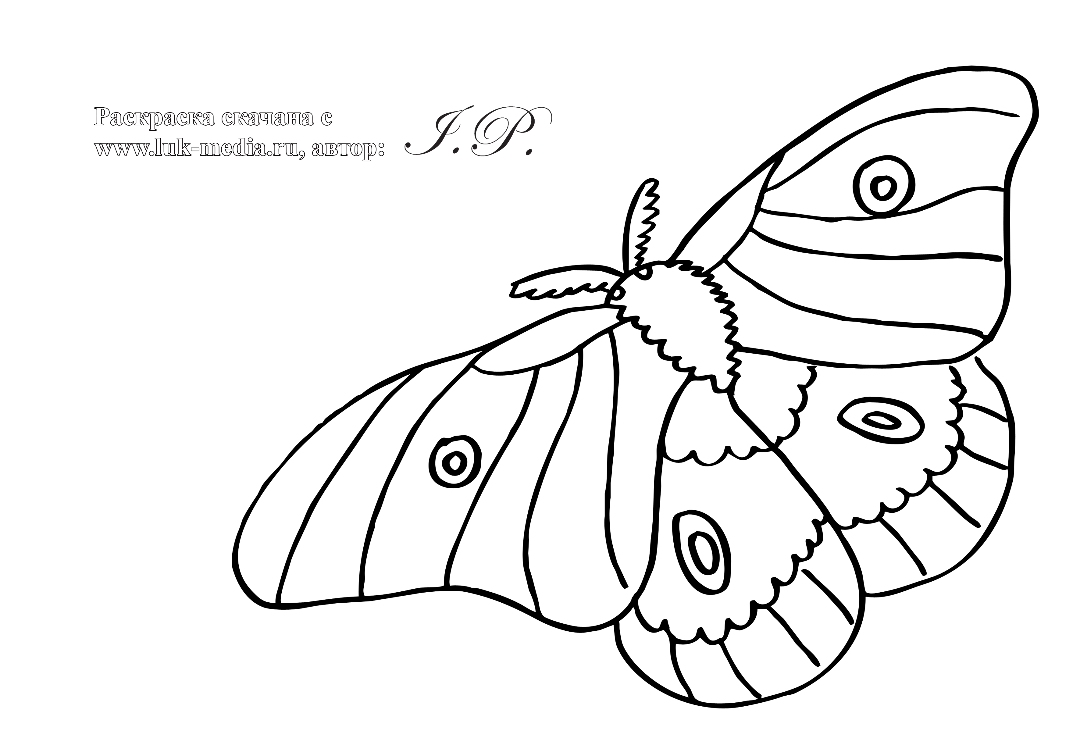 Раскраски насекомые. Насекомые на нашей улице.               