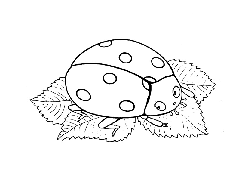 Раскраски насекомые. Насекомые на нашей улице.               