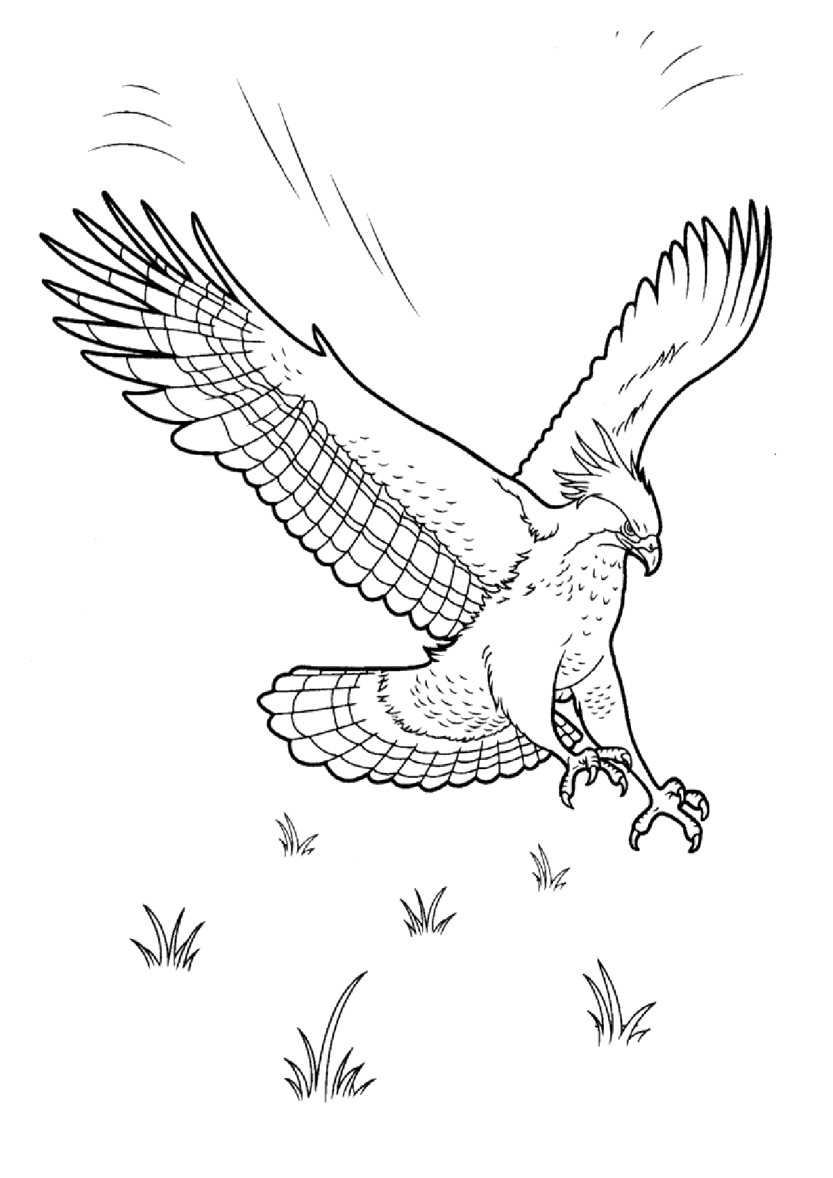 Разукрась птиц на раскрасках. Птицы на картинках. Обучающие картинки с птицами.