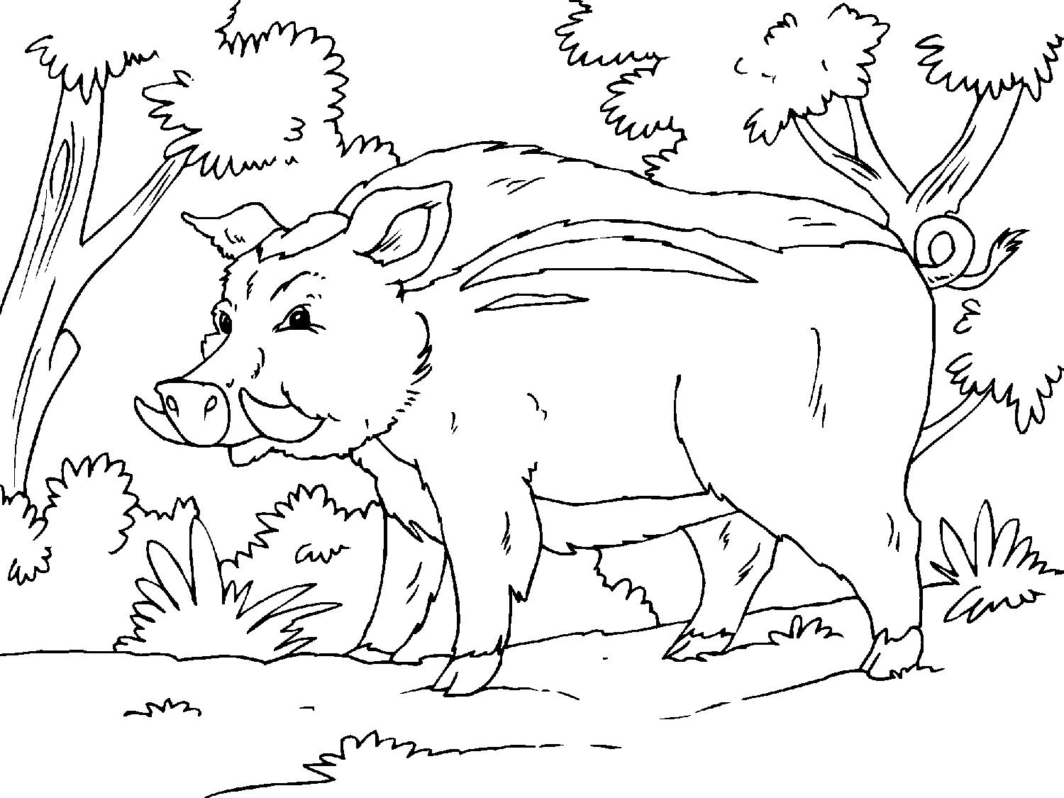 Раскраска обитатели леса. Обучающая раскраска про животных . 