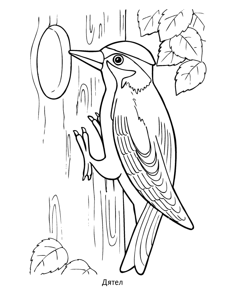 Разукрась птиц на раскрасках. Птицы на картинках. Обучающие картинки с птицами.