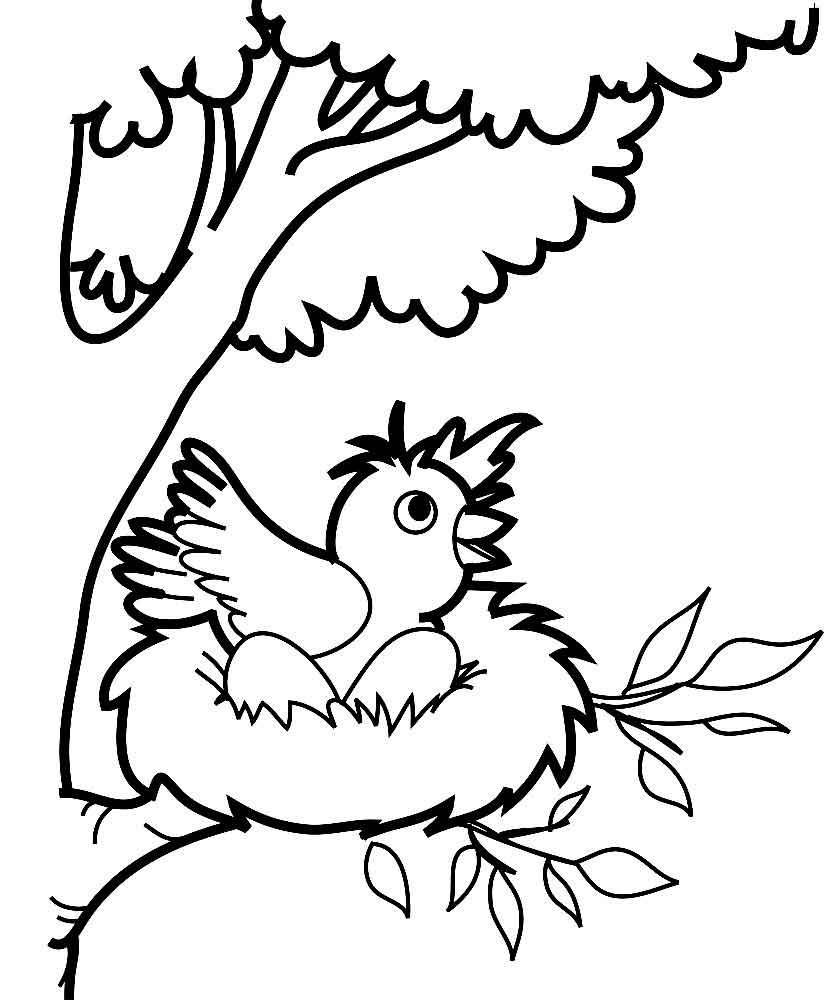 Раскраски для детей домашние и дикие птицы. Изучаем птиц.    