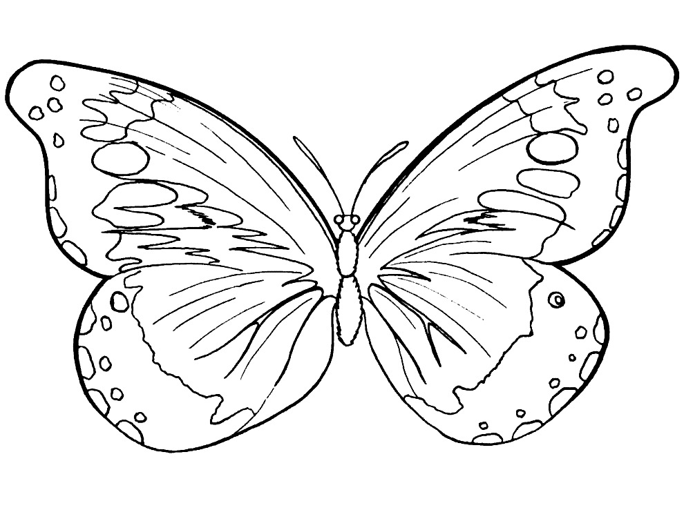 Раскраски для девочек бабочки. Красивые крылья бабочек.      