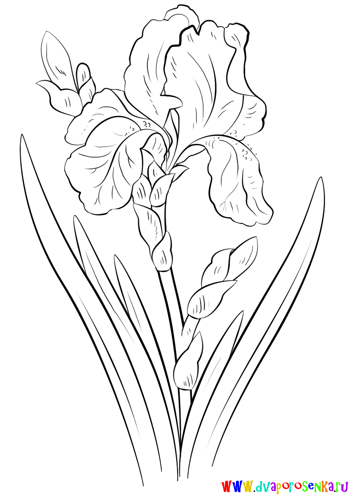 Раскраска для детей изучаем цветы. Раскрашиваем красивые цветы.