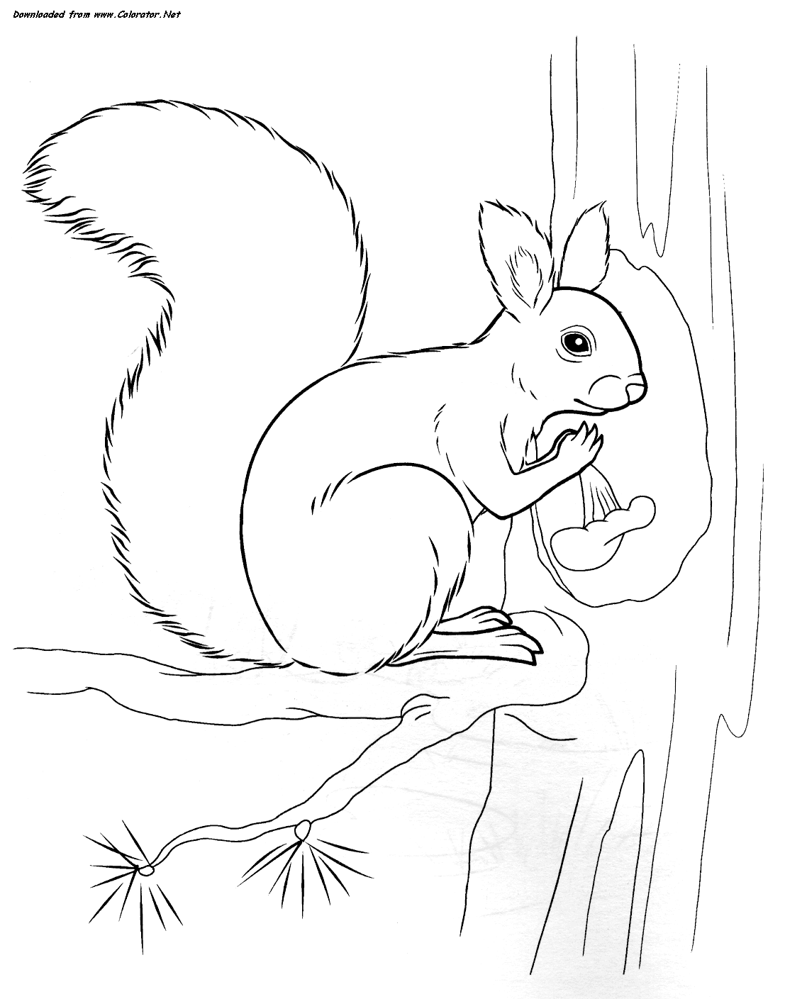 Раскраска обитатели леса. Обучающая раскраска про животных . 