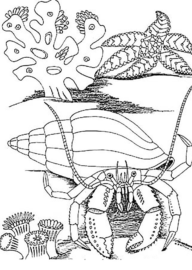 Подводный мир. Мир животных под водой. Раскрась животных.   
