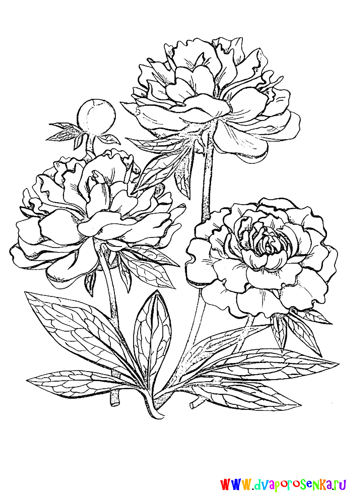 Раскраска для детей изучаем цветы. Раскрашиваем красивые цветы.