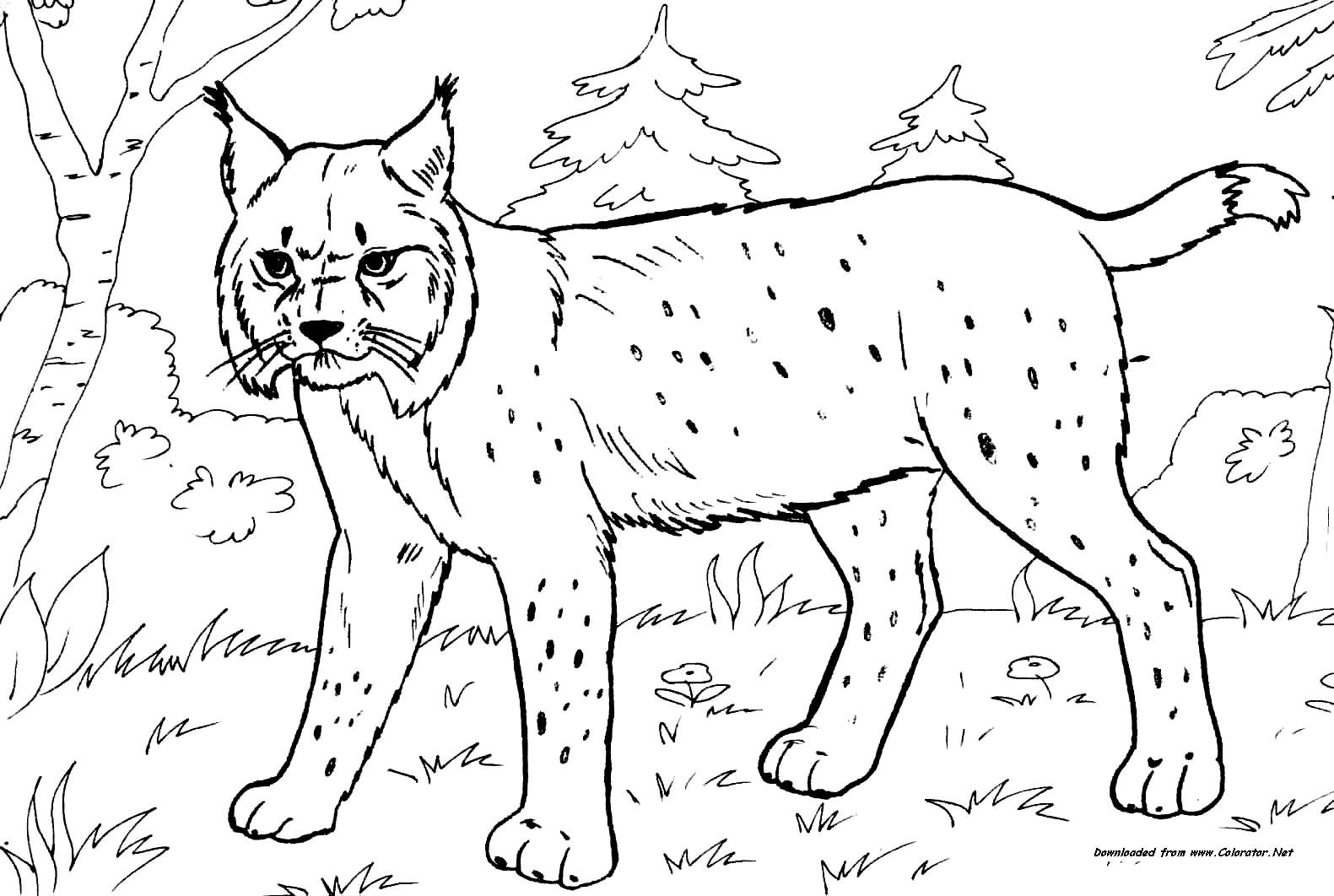 Раскраски для детей. Изучаем диких животных. Животные леса. 