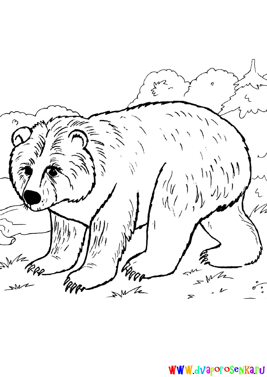 Раскраски для детей. Изучаем диких животных. Животные леса. 