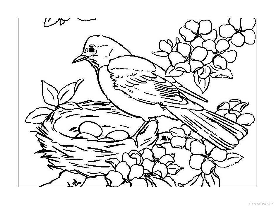 Разукрась птиц на раскрасках. Птицы на картинках. Обучающие картинки с птицами.