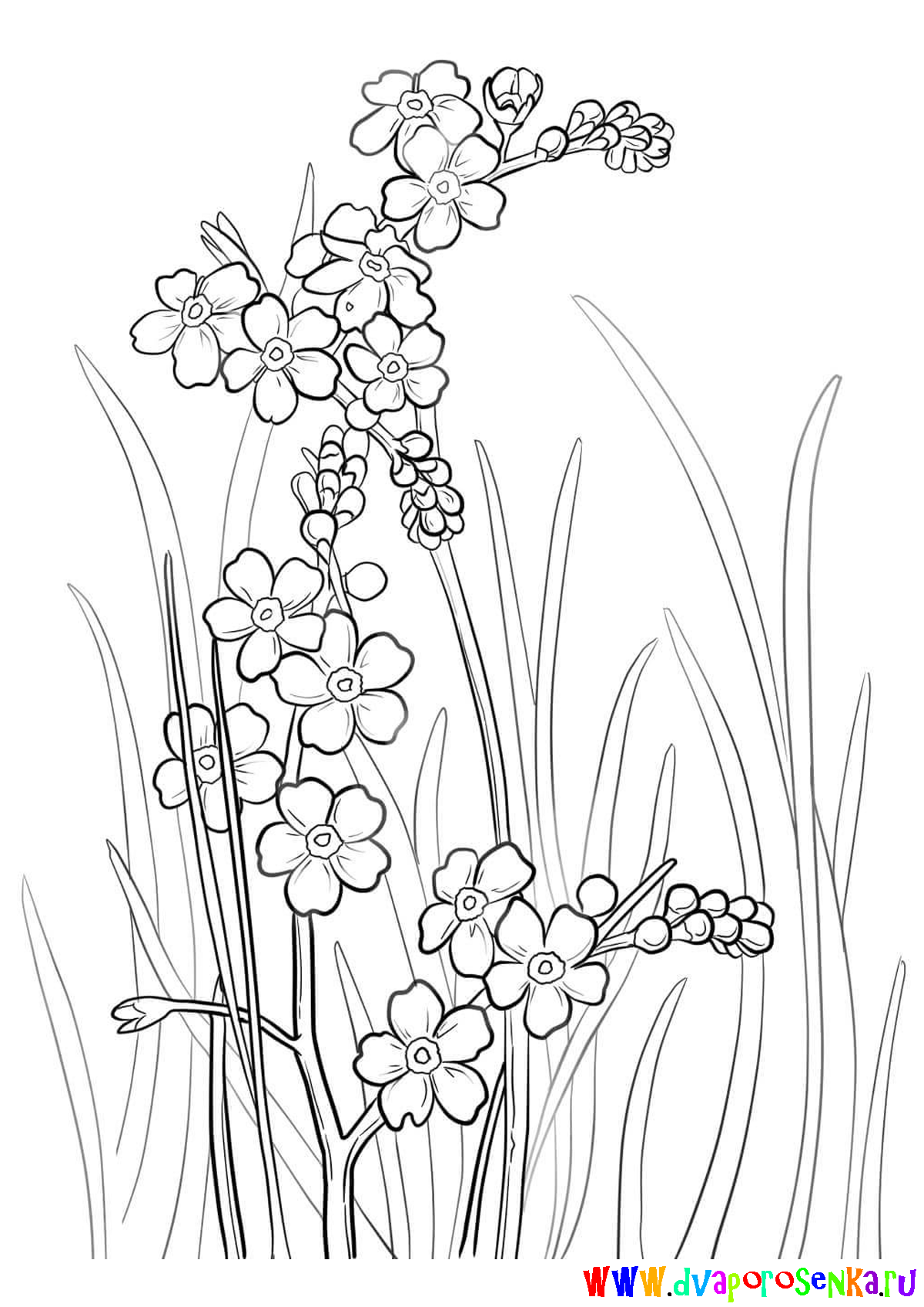 Раскраска для детей изучаем цветы. Раскрашиваем красивые цветы.