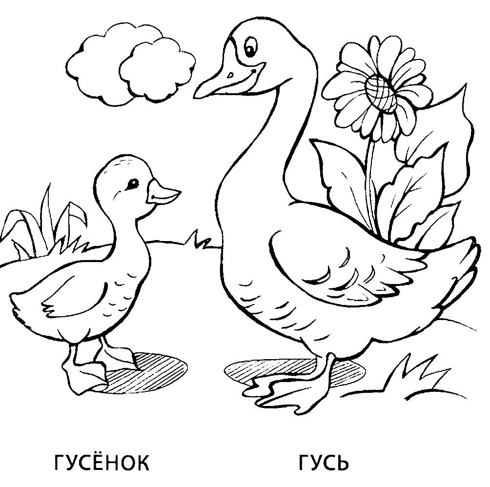 Раскраски для детей животные и их детеныши. Животное и его ребенок.