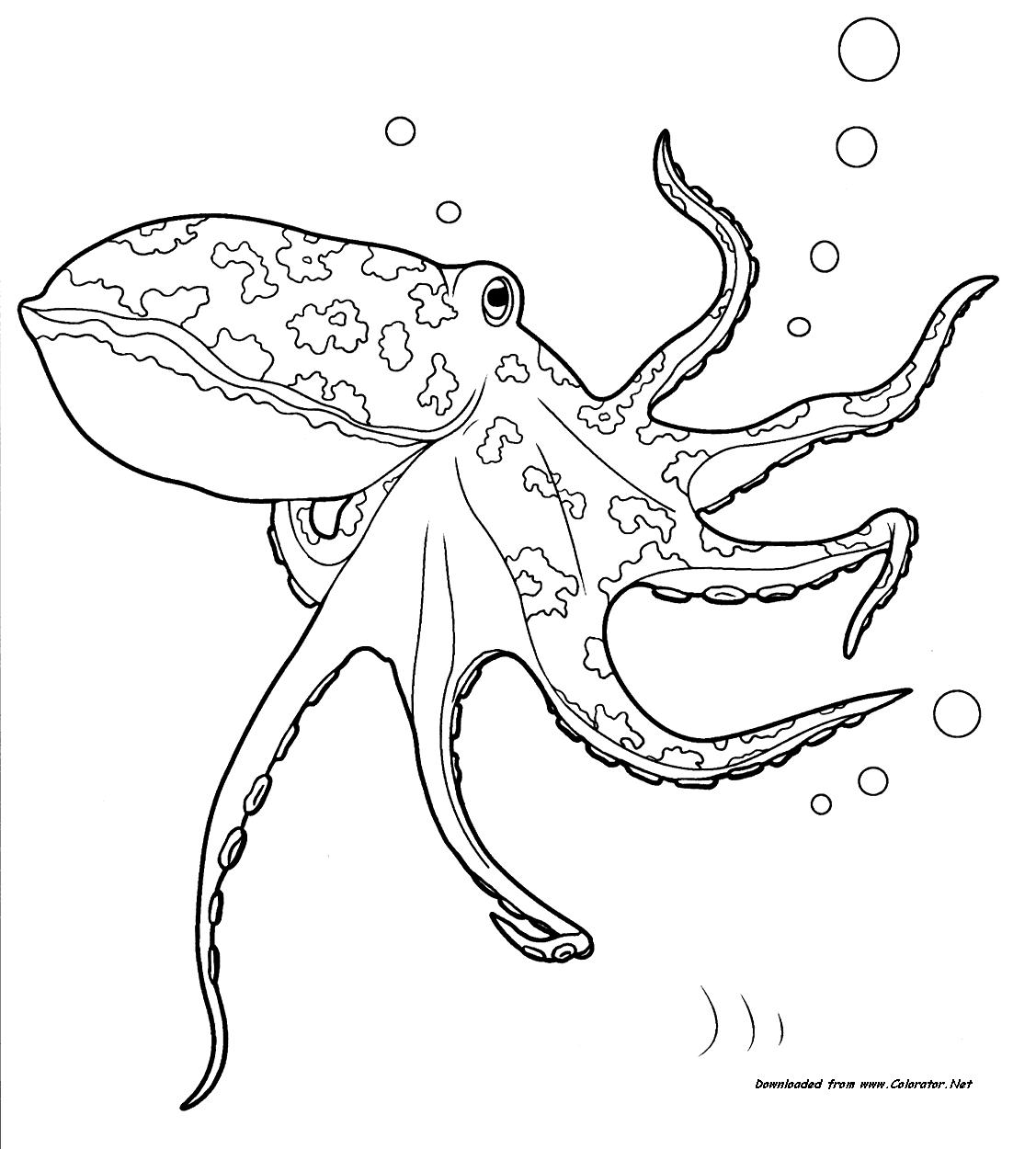Раскраски для детей морские обитатели. Обитатели воды.       