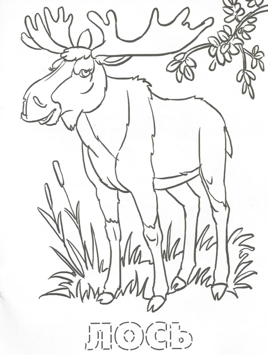 Раскраска обитатели леса. Обучающая раскраска про животных . 