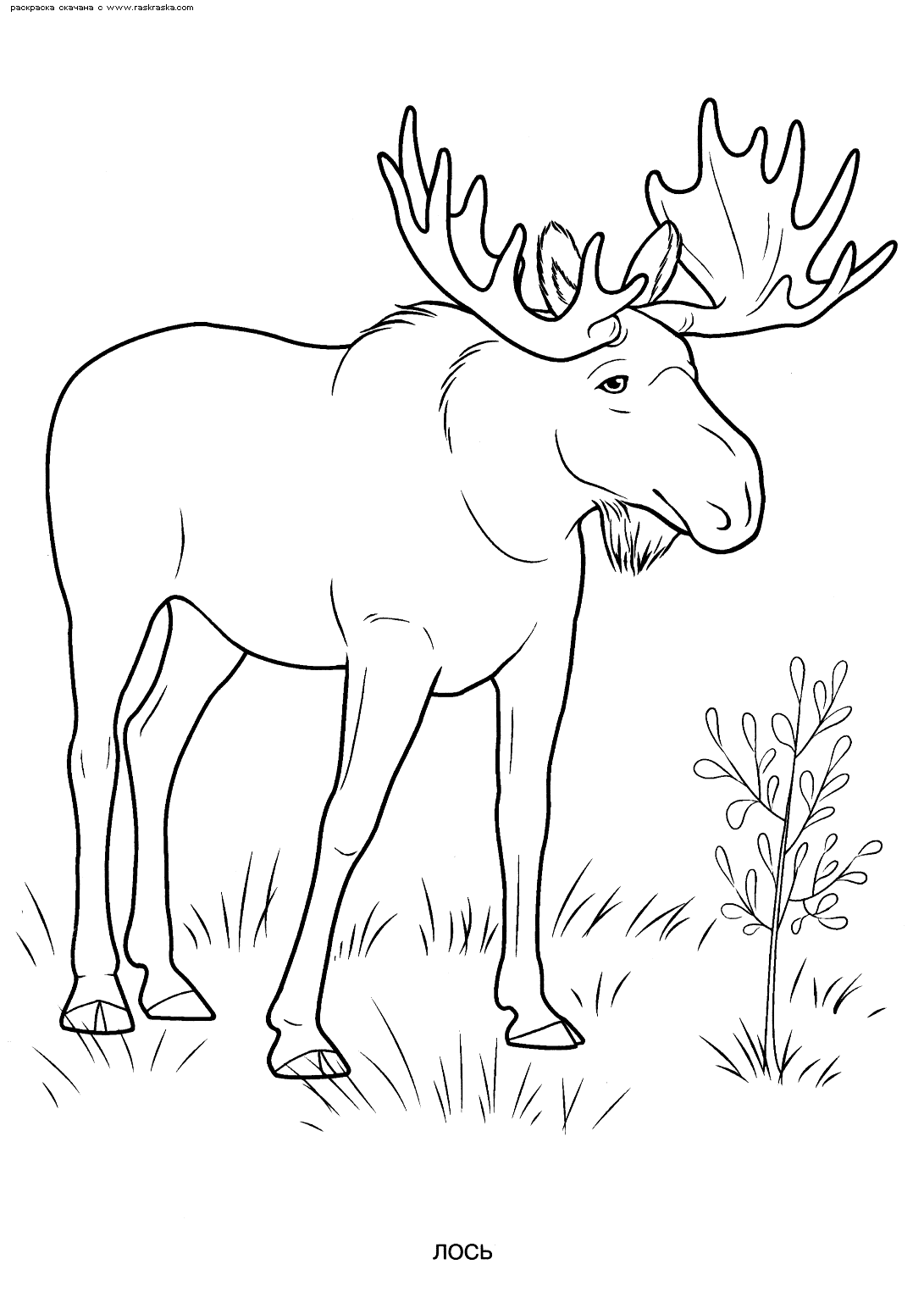 Раскраски обитатели леса.