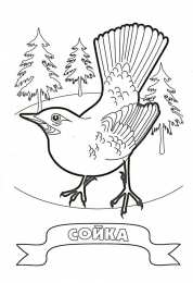 Раскраски птицы Раскраски для детей домашние и дикие птицы. Изучаем птиц.    