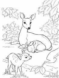 раскраски дикие животные Раскраски для детей. Изучаем диких животных. Животные леса. 