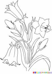 Раскраски Изучаем цветы Раскраска для детей изучаем цветы. Раскрашиваем красивые цветы.