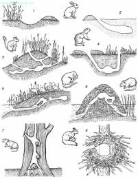 Раскраски Кто Где Живет Раскрась и расскажи где живут животные. Обучающая раскраска .