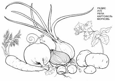 Раскраски Изучаем овощи. Изучаем овощи. Разукрась овощи. Раскраска для детей про овощи.