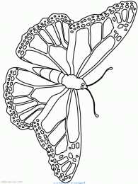 Раскраски бабочки Раскраски для девочек бабочки. Красивые крылья бабочек.      