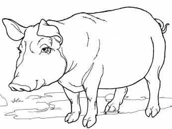 Раскраски домашние животные Раскраски для детей домашние животные. Наши питомцы.                      