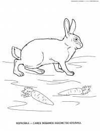 Раскраски домашние животные Раскраски для детей домашние животные. Наши питомцы.                      