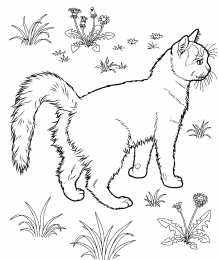 Раскраски домашние животные Раскраски для детей домашние животные. Наши питомцы.                      