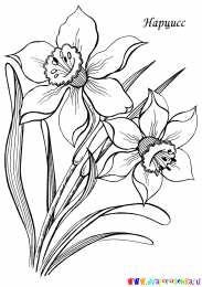 Раскраски Изучаем цветы Раскраска для детей изучаем цветы. Раскрашиваем красивые цветы.