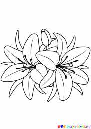 Раскраски Изучаем цветы Раскраска для детей изучаем цветы. Раскрашиваем красивые цветы.