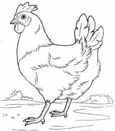 Раскраски домашние животные Раскраски для детей домашние животные. Наши питомцы.                      