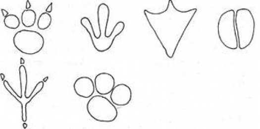 Раскраски Чьи следы? Ребенок должен раскрасить и угадать чьи следы нарисованы на раскраске